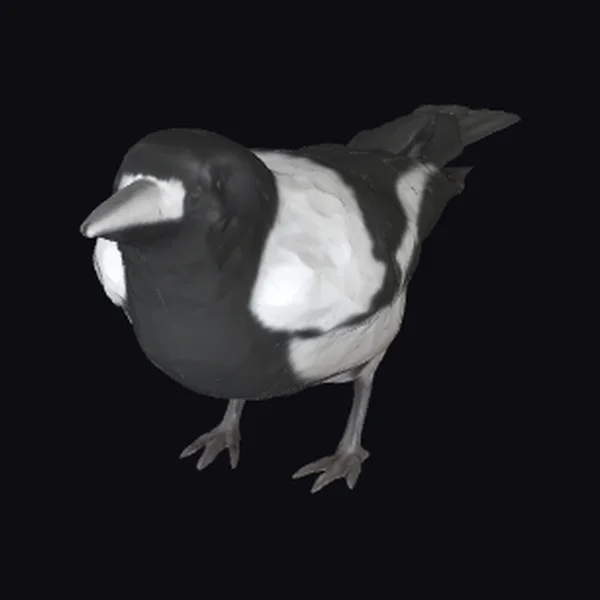 Black and White Bird