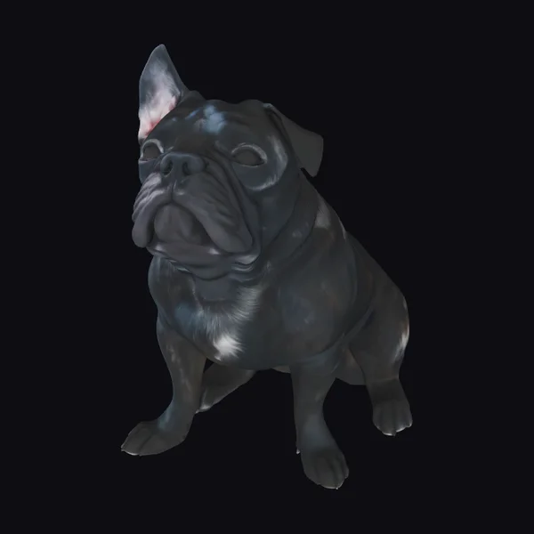 Black French Bulldog Sitting