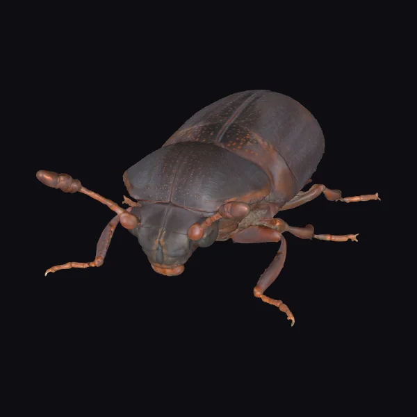 Brown Beetle Insect