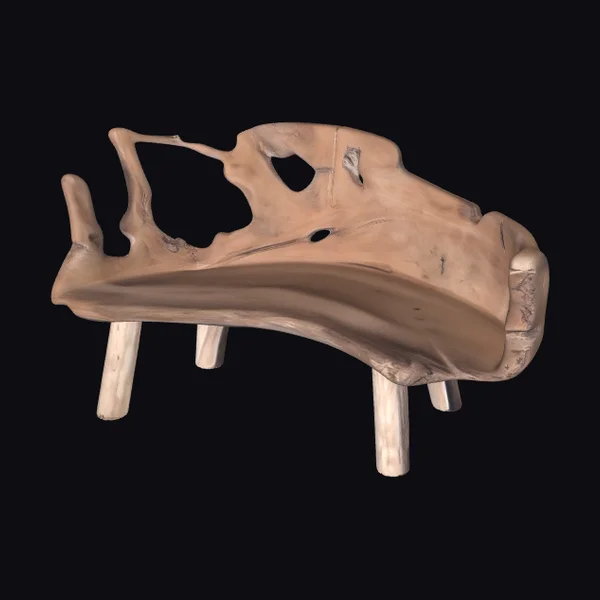Anatomical Skull Fragment