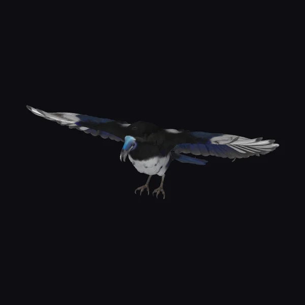 Black Bird in Flight