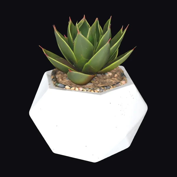 Succulent in Geometric Pot