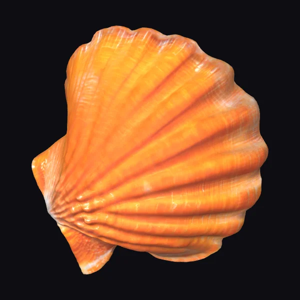 Vibrant Orange Seashell