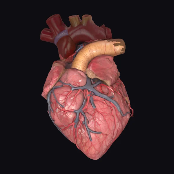Anatomical Human Heart