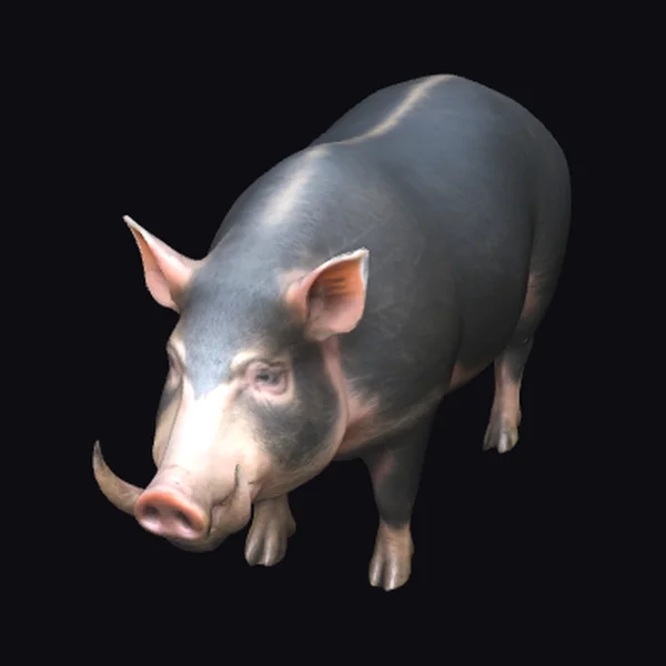 Wild Boar with Tusks