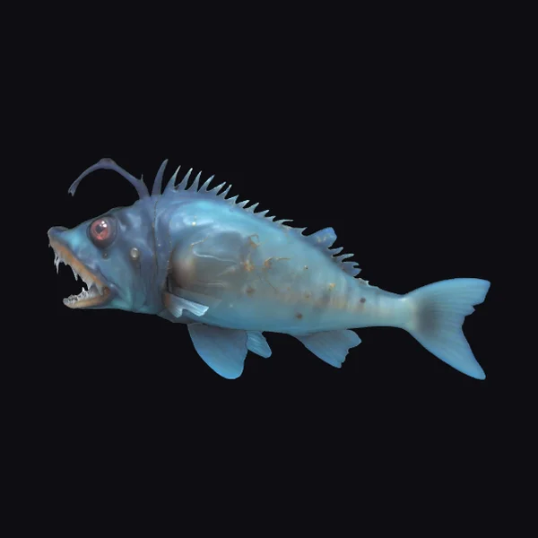 Deep Sea Angler Fish