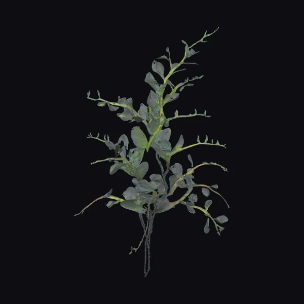 Alien Fern with Shimmer