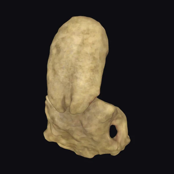 Ancient Alien Fossil