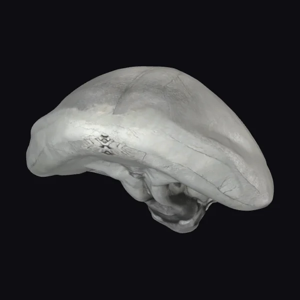 Alien Skull Sculpture