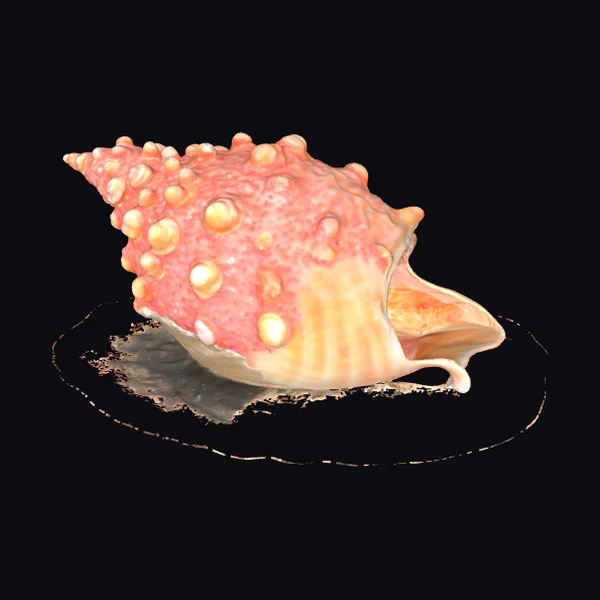 Pink Conch Seashell