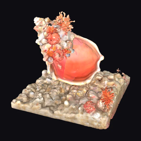 Coral Covered Conch Shell