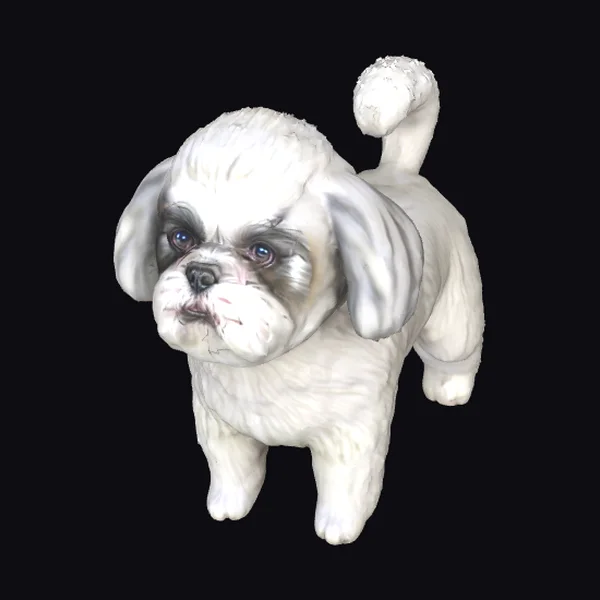 White Shih Tzu Dog