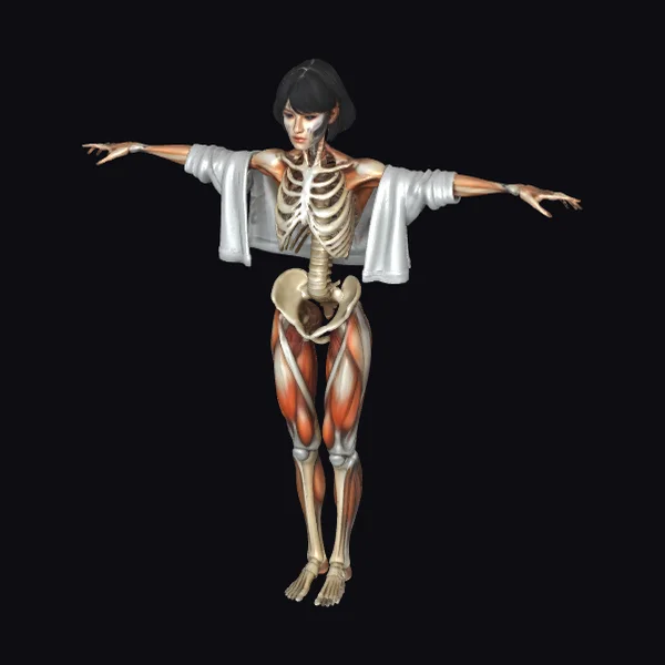 Anatomical Female Figure