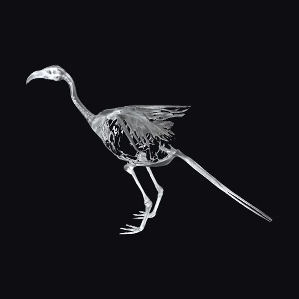 X-ray Bird Skeleton
