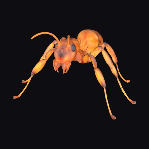 Amber Ant