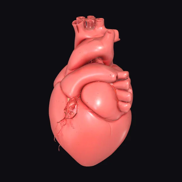 Anatomical Heart Model