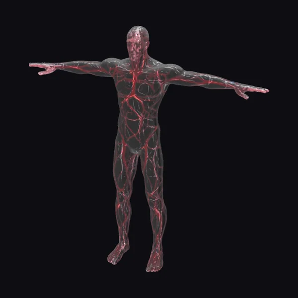 Human Body Vascular System