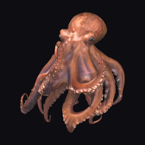 Brown Octopus Creature