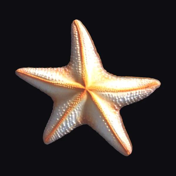 Five-Pointed Starfish