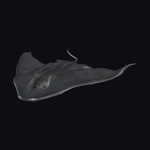 Black Manta Ray