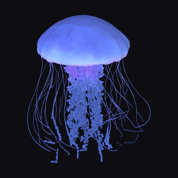 Blue Immortal Jellyfish