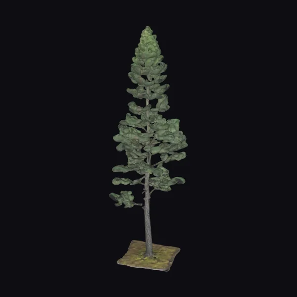 Tall Slender Pine Tree