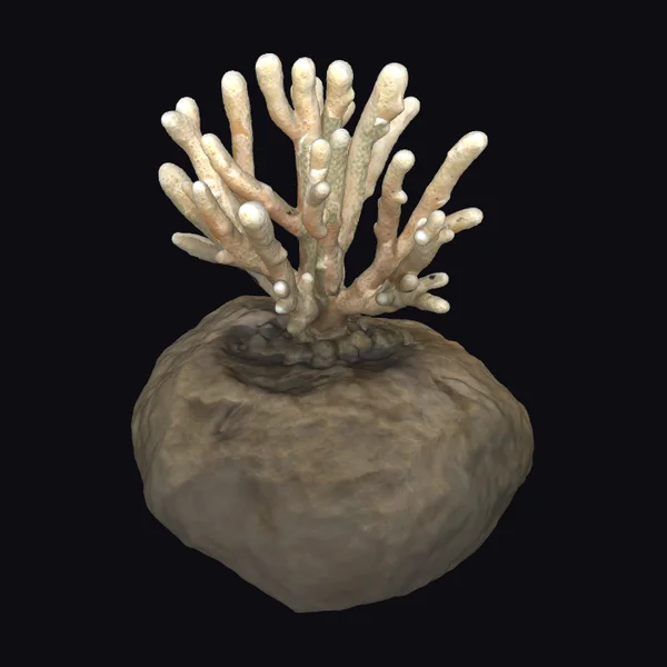 Coral on Rock Base