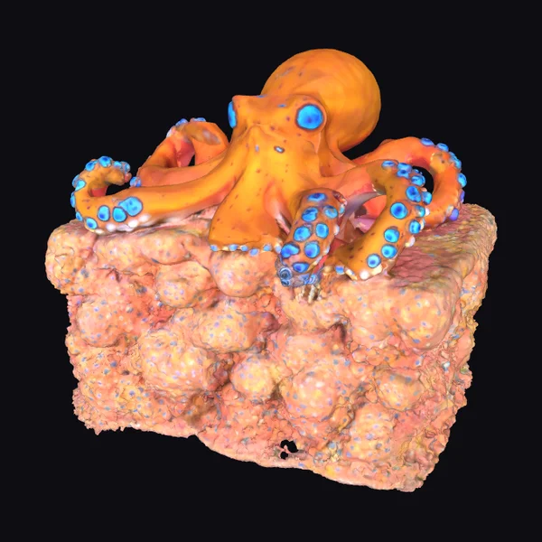 Blue-Ringed Octopus on Coral