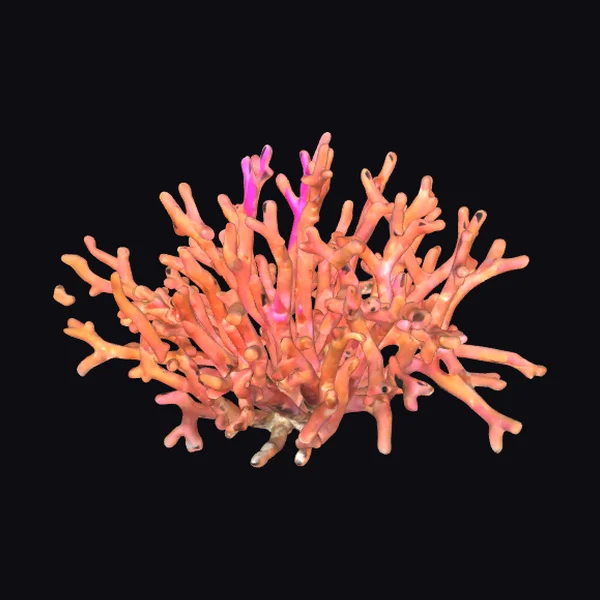 Vibrant Coral Reef Structure
