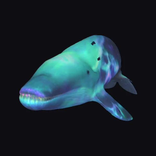 Aurora Whale