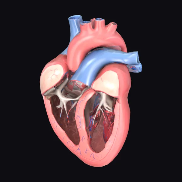 Anatomical Heart Cross Section