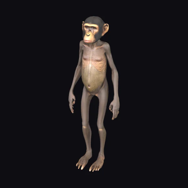 Ancient Ape-like Hominid