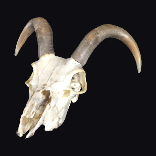 Bighorn Sheep Skull
