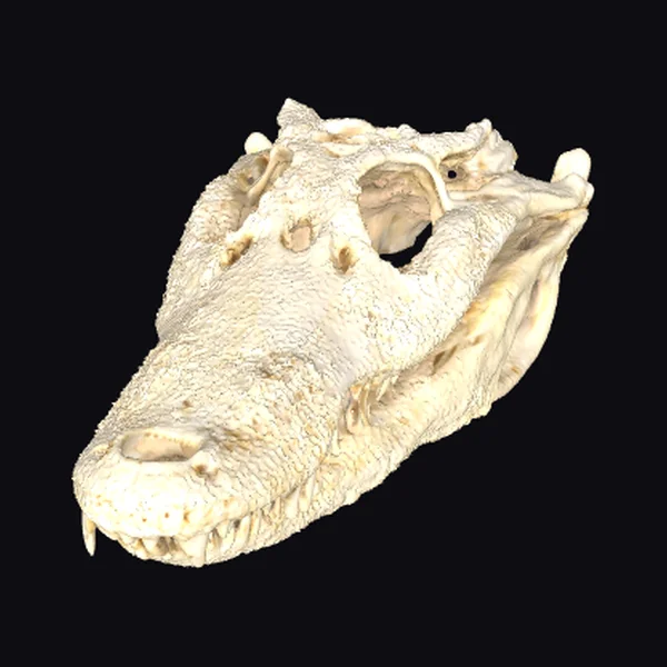 Alligator Skull Display
