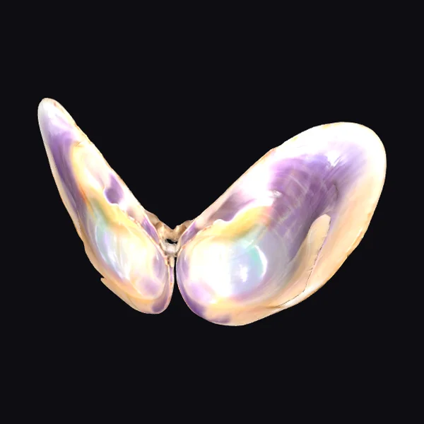 Butterfly Shell