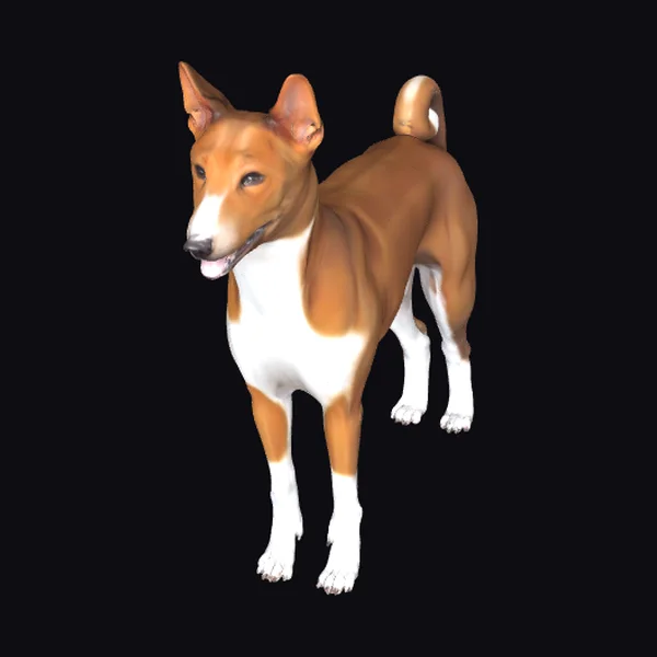 Basenji Dog