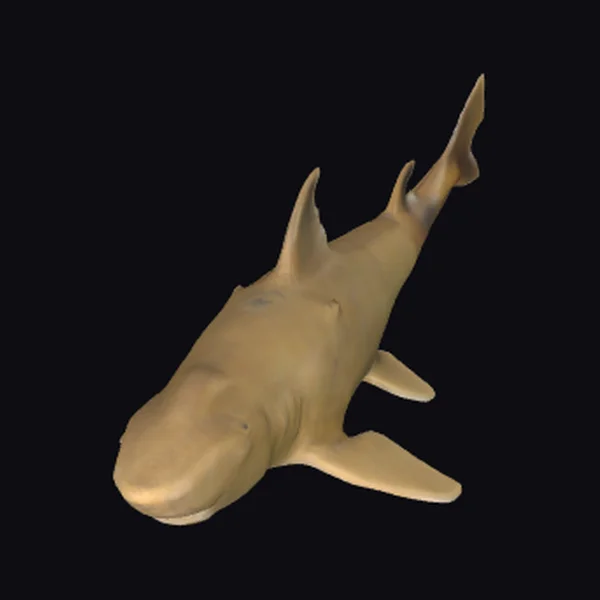 Ancient Shark Fossil