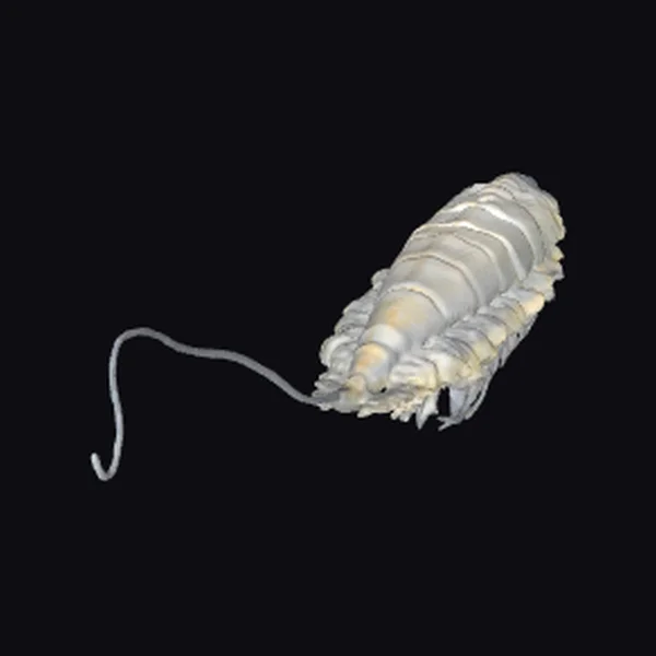 Ancient Ocean Creature