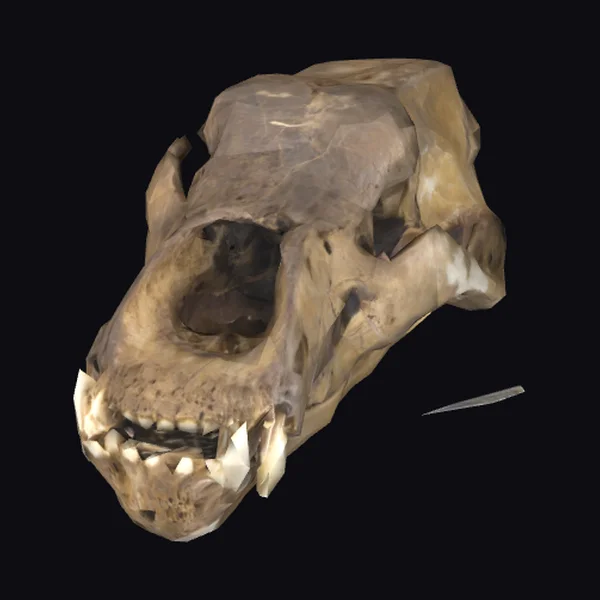 Ancient Bear Skull Fossil