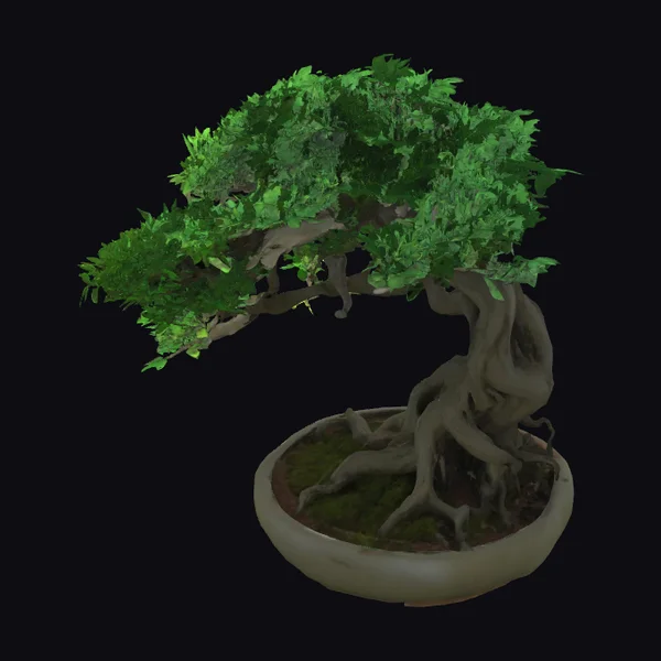 Ancient Bonsai Tree