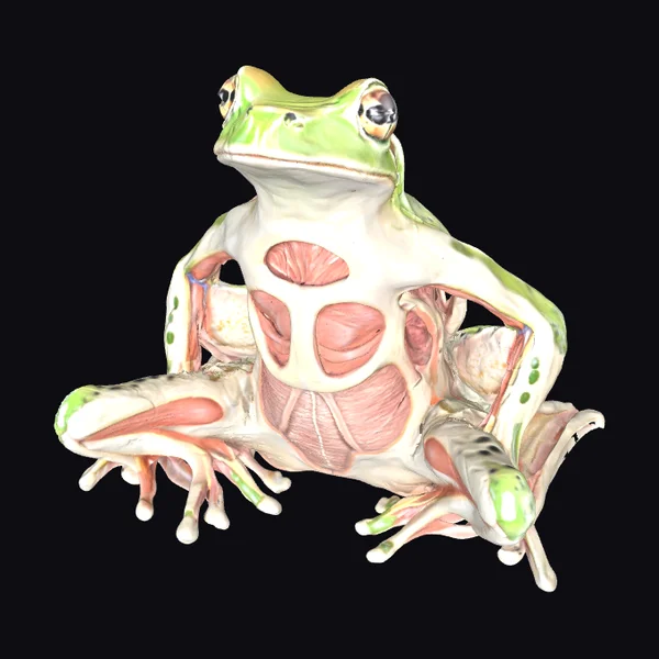 Anatomical Frog Figure