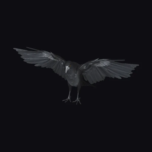 Black Crow in Flight