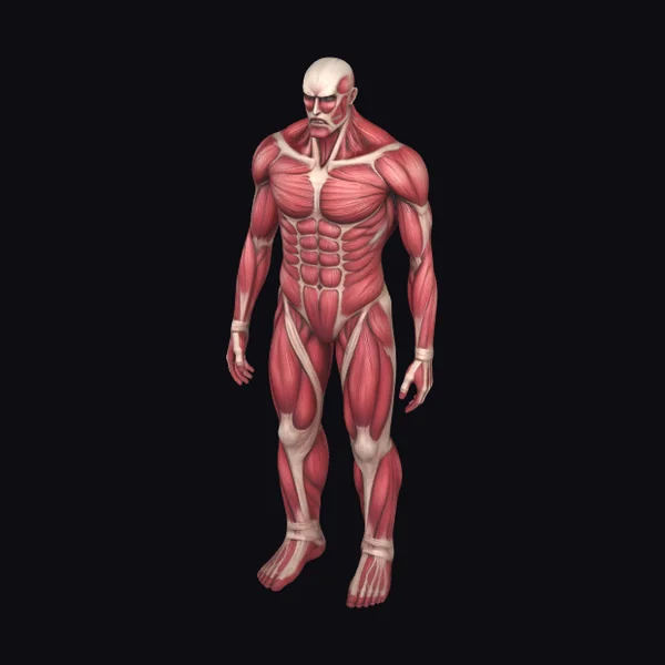 Anatomical Human Figure