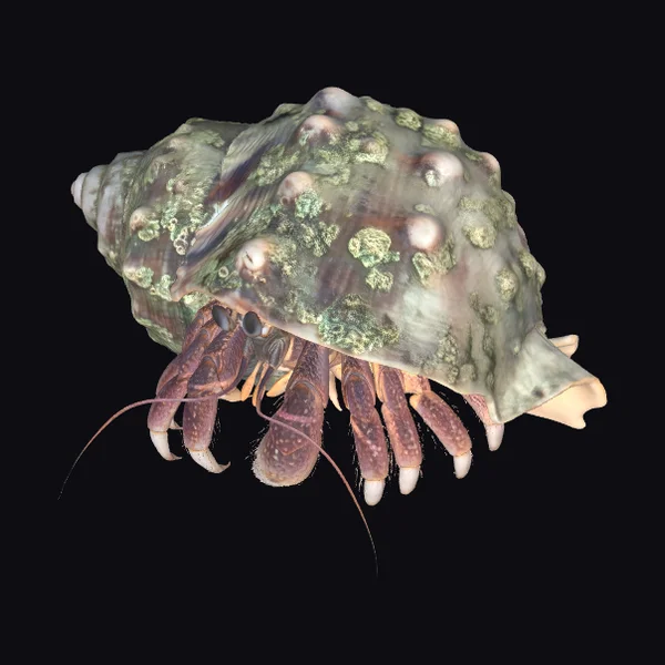 Barnacle Covered Hermit Crab Shell