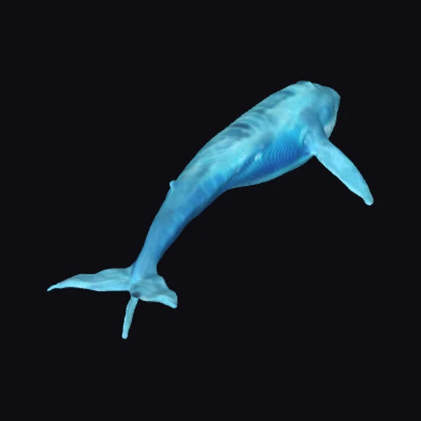 Diving Blue Whale