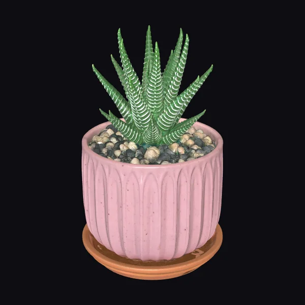 Zebra Succulent Pink Pot