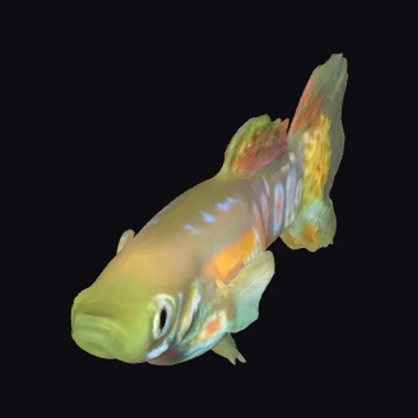 Vibrant Guppy Fish Male