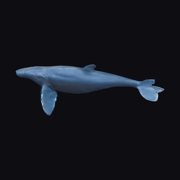 Blue Whale Swimming