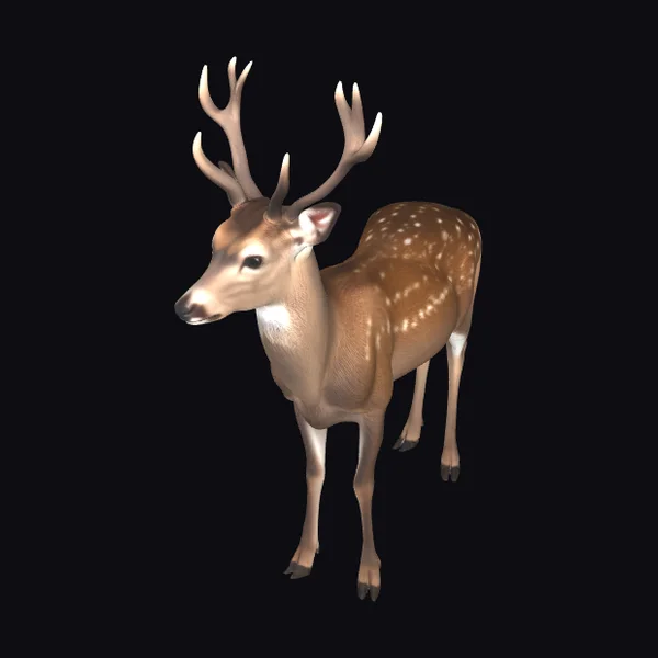 Alert Fallow Deer Buck