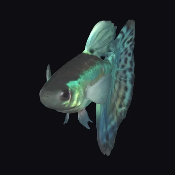 Bi-Coloured Guppy Male